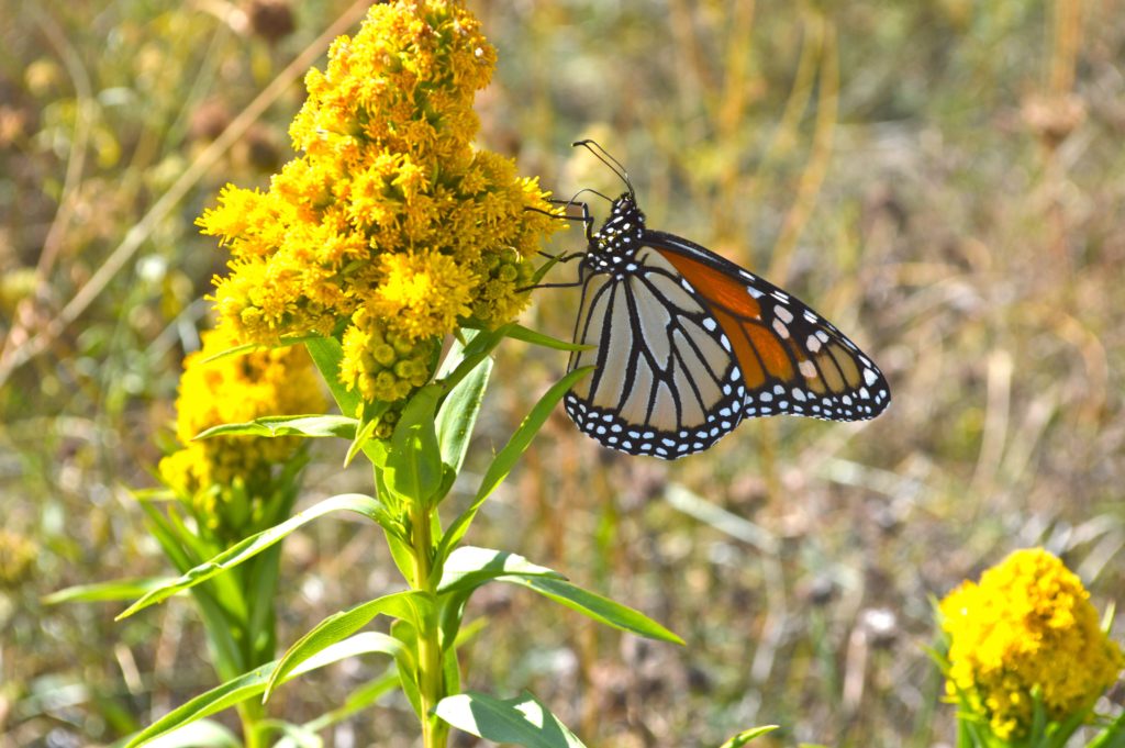 Inspirational Adventurist