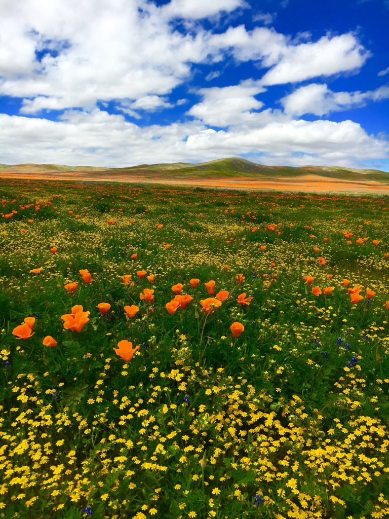 Antelope Valley Boasts Vibrant Super Bloom