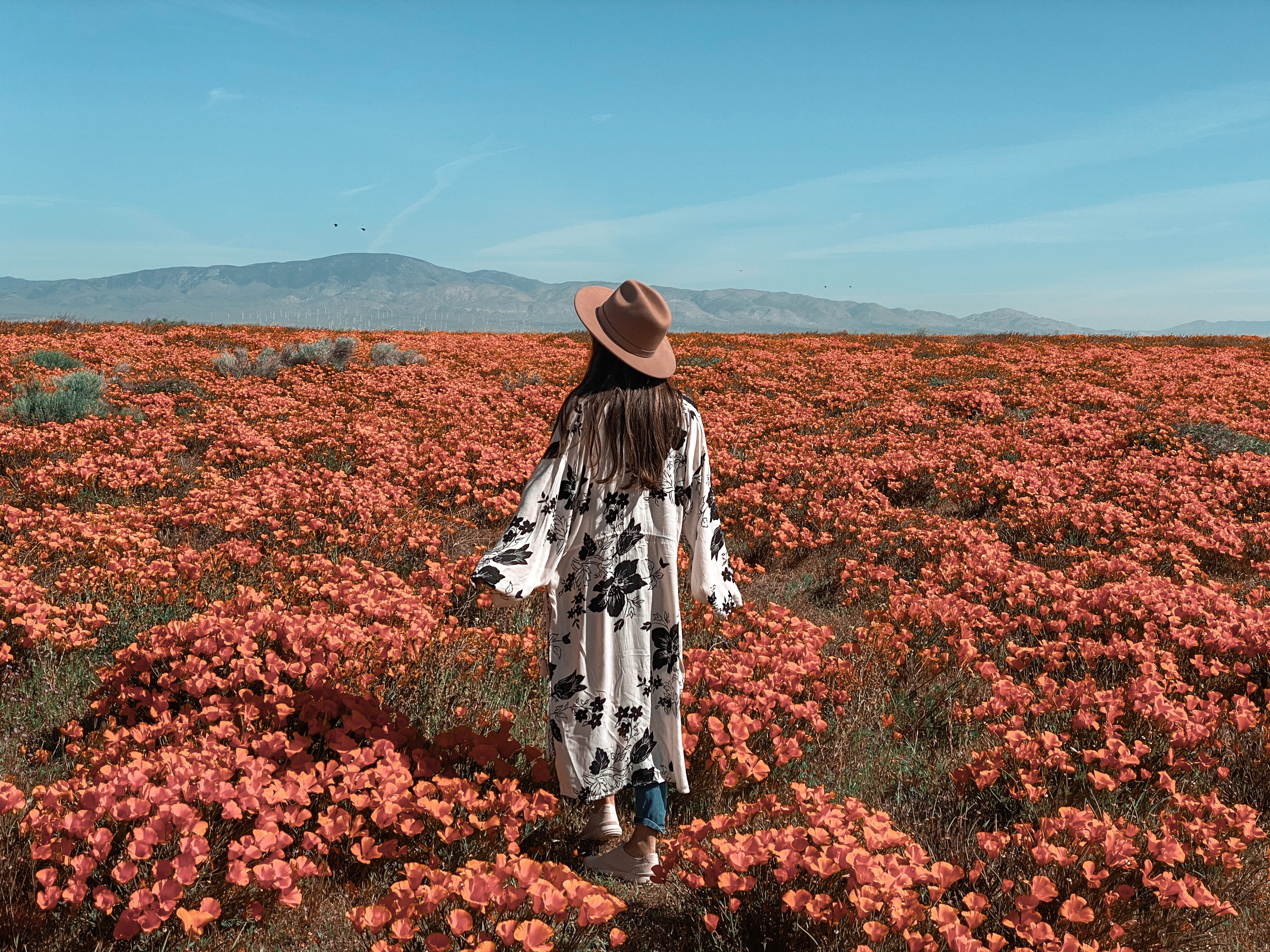 Antelope Valley Poppy Fields
